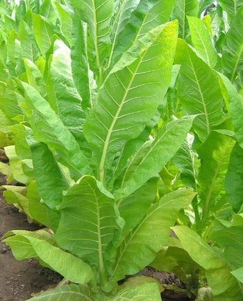 Burley Tobacco Seeds TN90